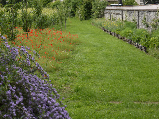 Vigna in Trentino (11)